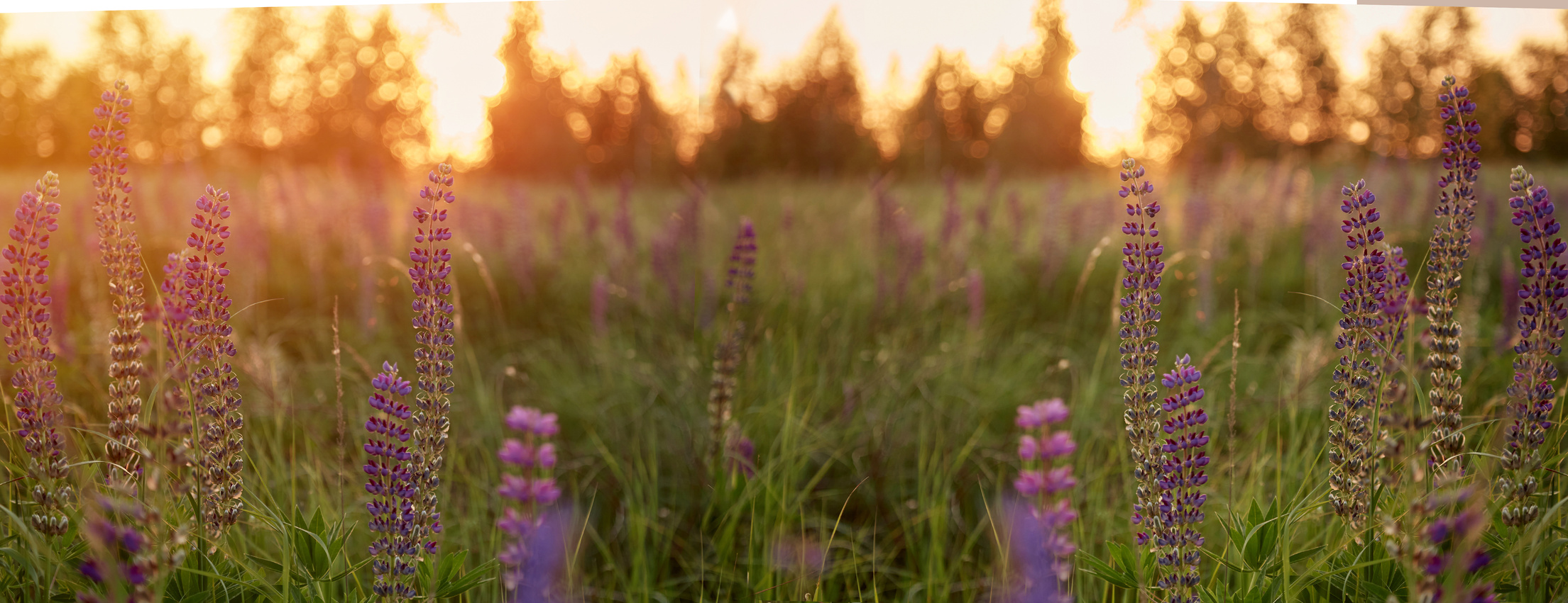 Lupins purple meadow background. Extra wide banner. Natural, wellness closeness to nature. Self-discovery concept